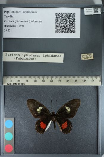 Media type: image;   Entomology 173351